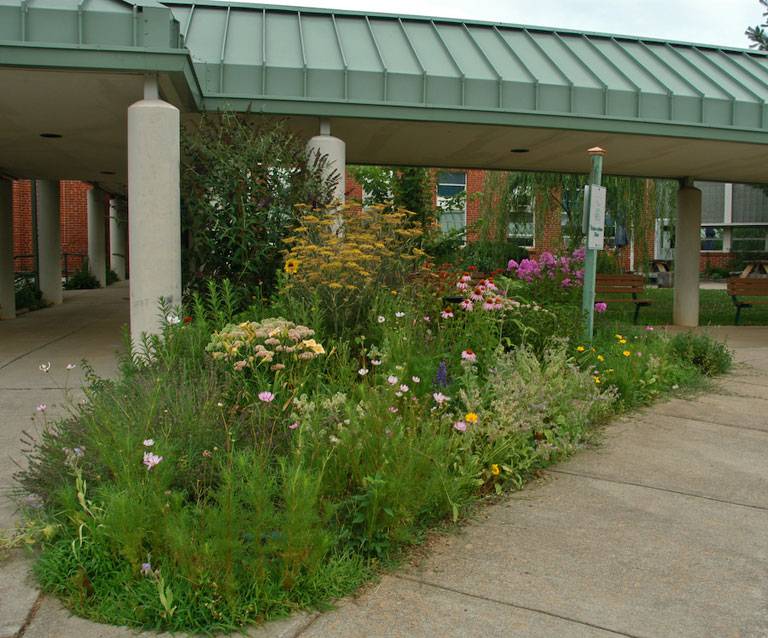 Elementary School Garden Ideas Photograph