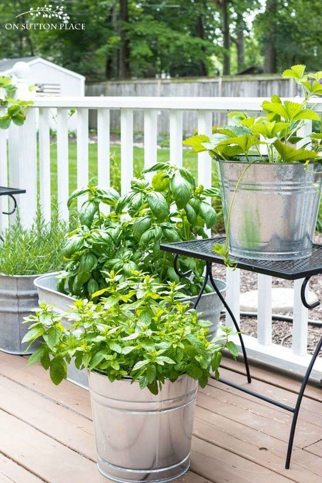 Herb Container Gardens