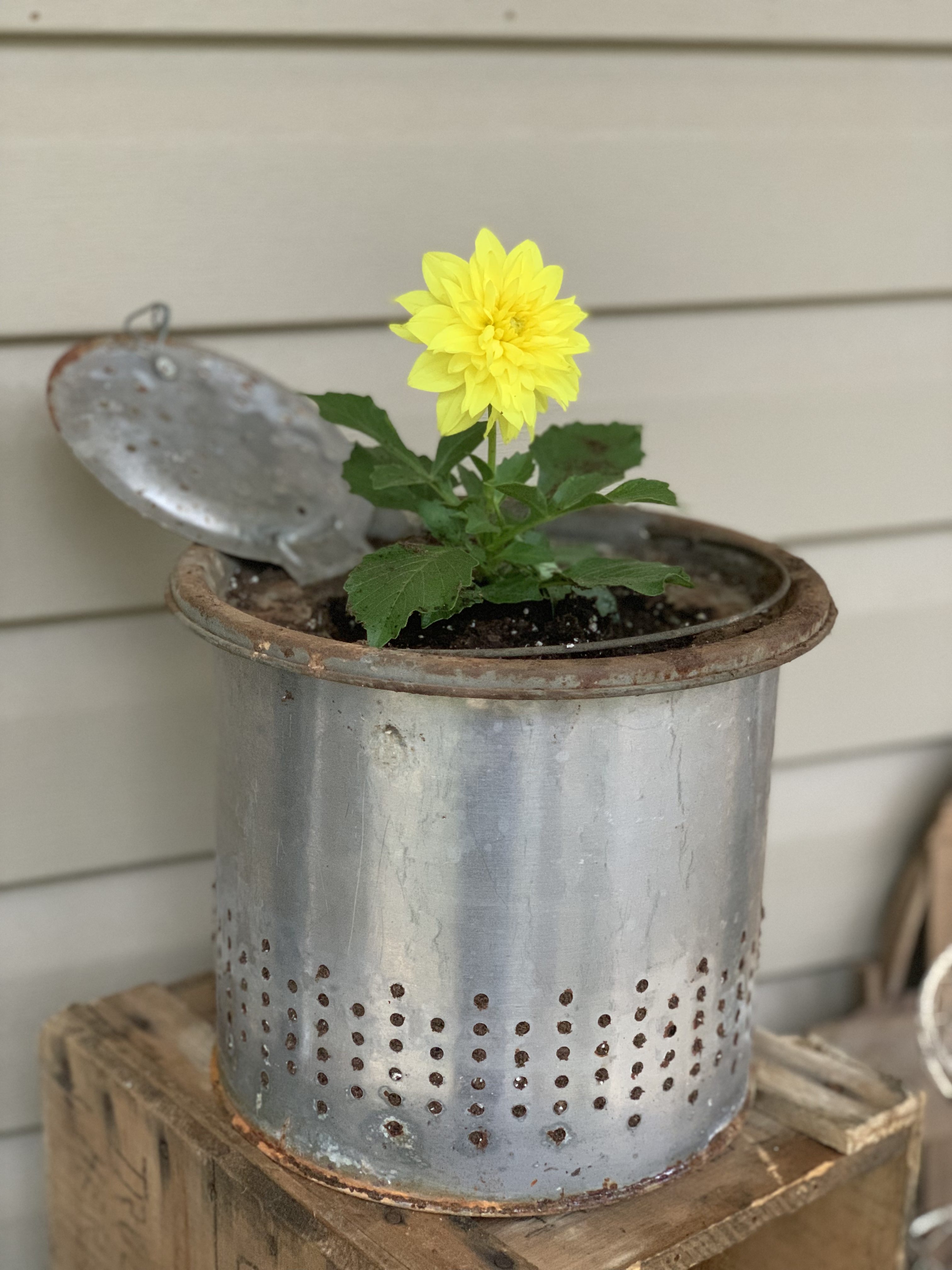 Cute And Easy Diy Colander Planter