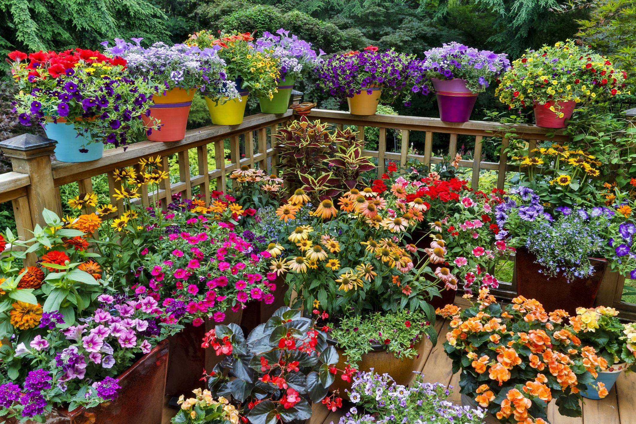 Flowering Container Gardens