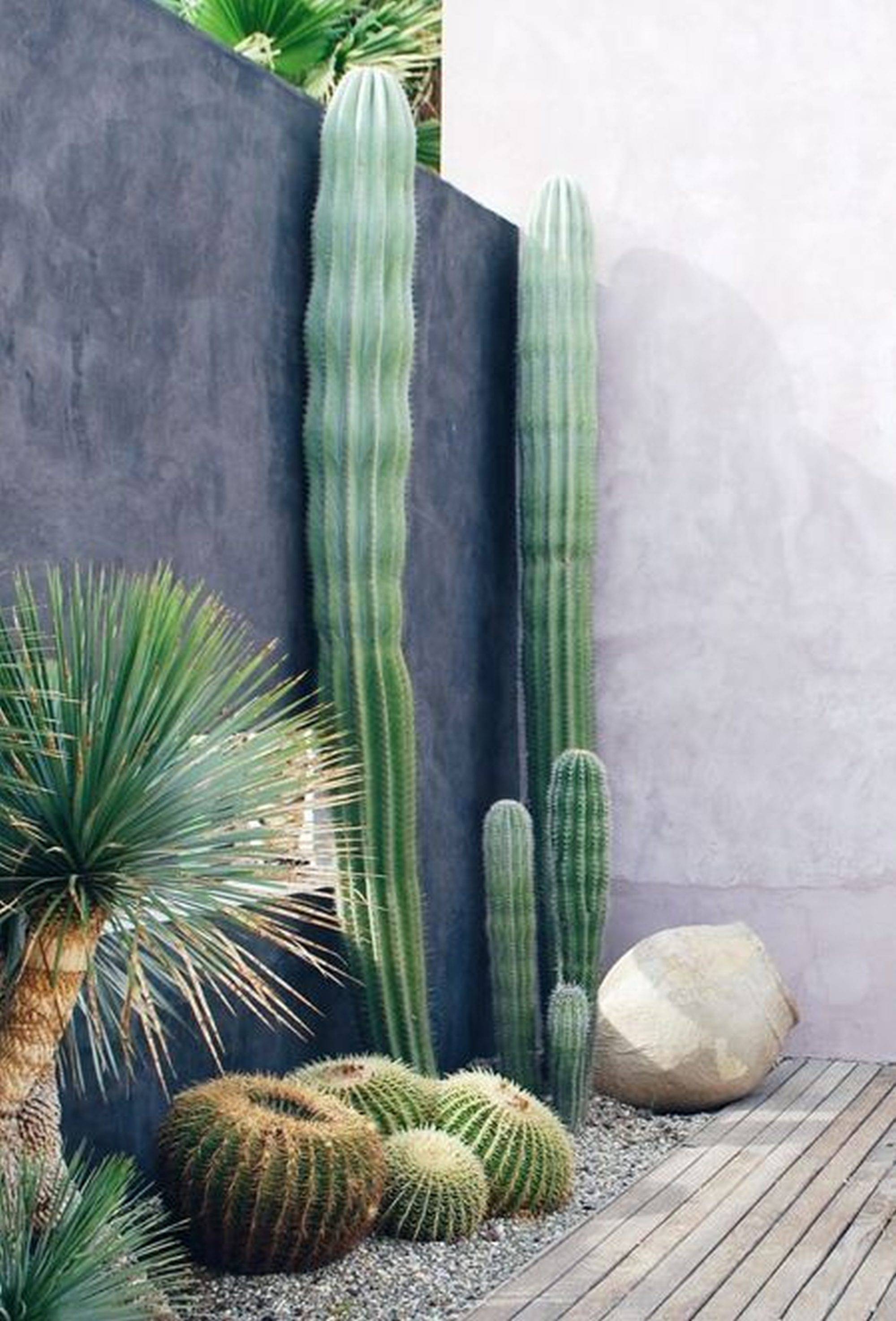 Cactus Garden Design Ideas