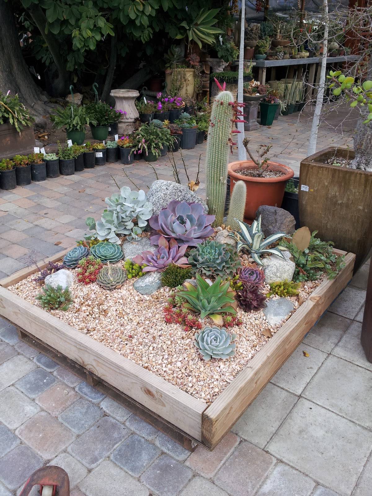 Cactus Gardens