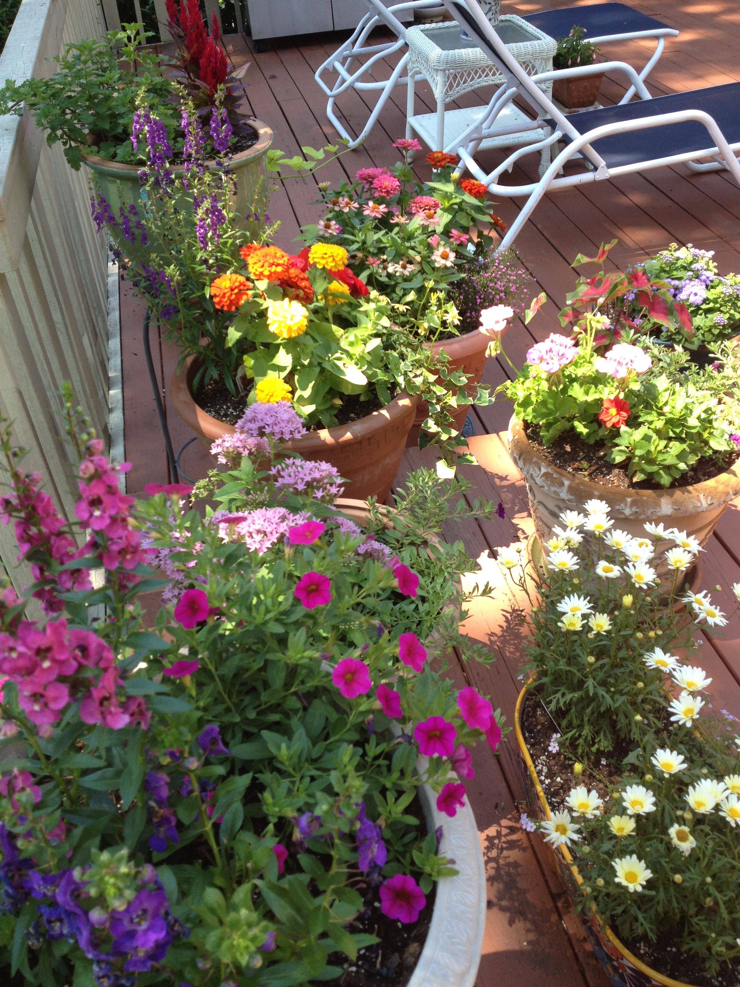 Flowering Container Gardens