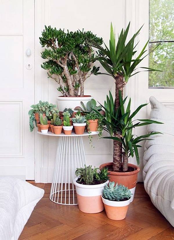 Mini Indoor Garden Ideas