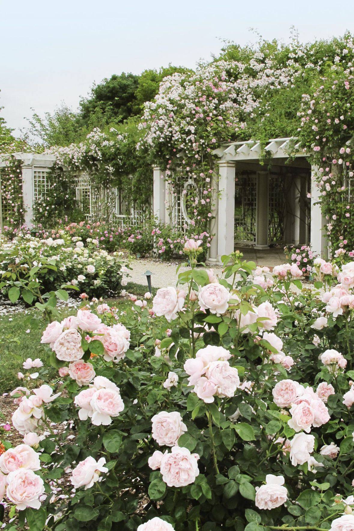 Landscaping Design With Roses Wilson Rose Garden