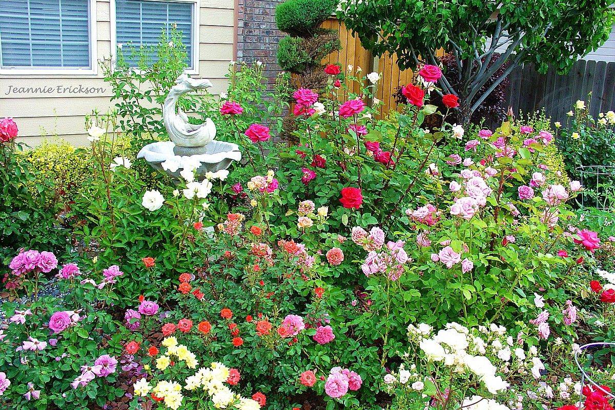 House Beautiful Rose Garden Landscape