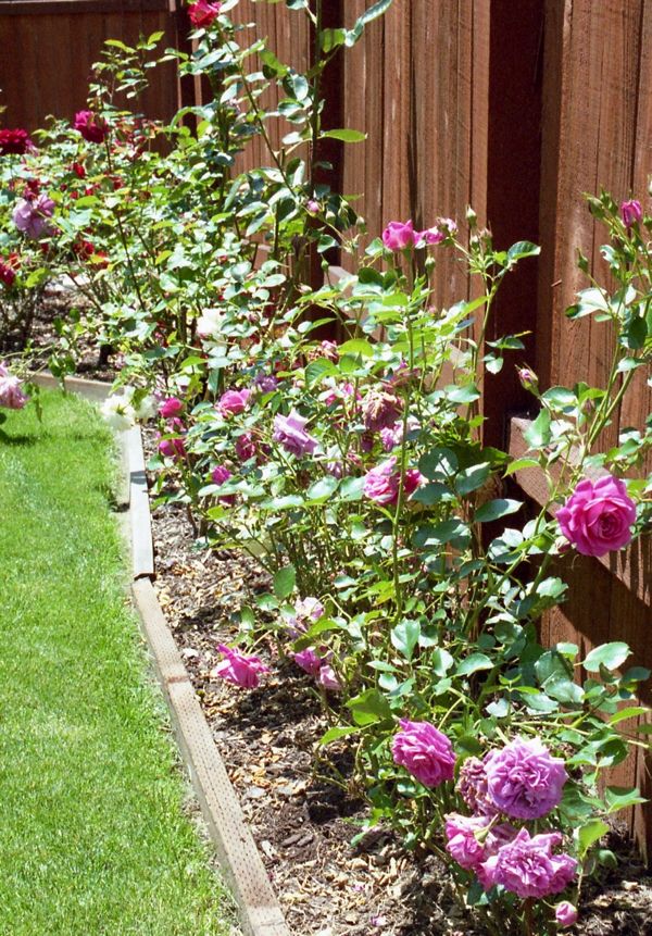 Small Rose Garden Growing Roses