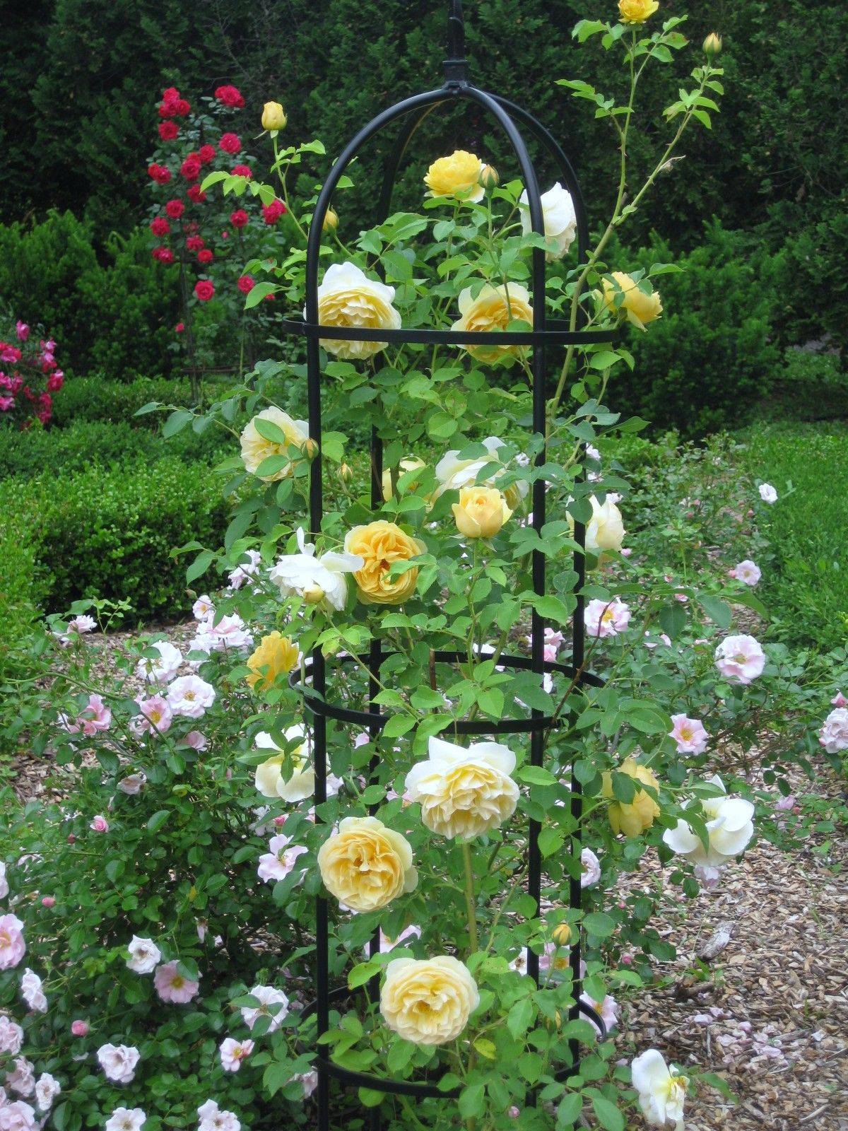 Gorgeous Rose Garden Ideas Photo Inspiration Garden Tabs
