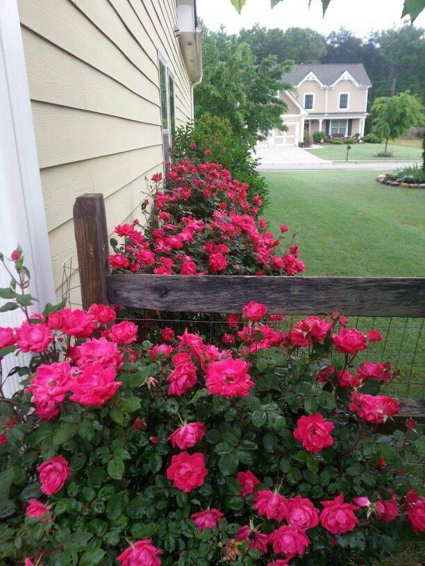 Climbing Roses