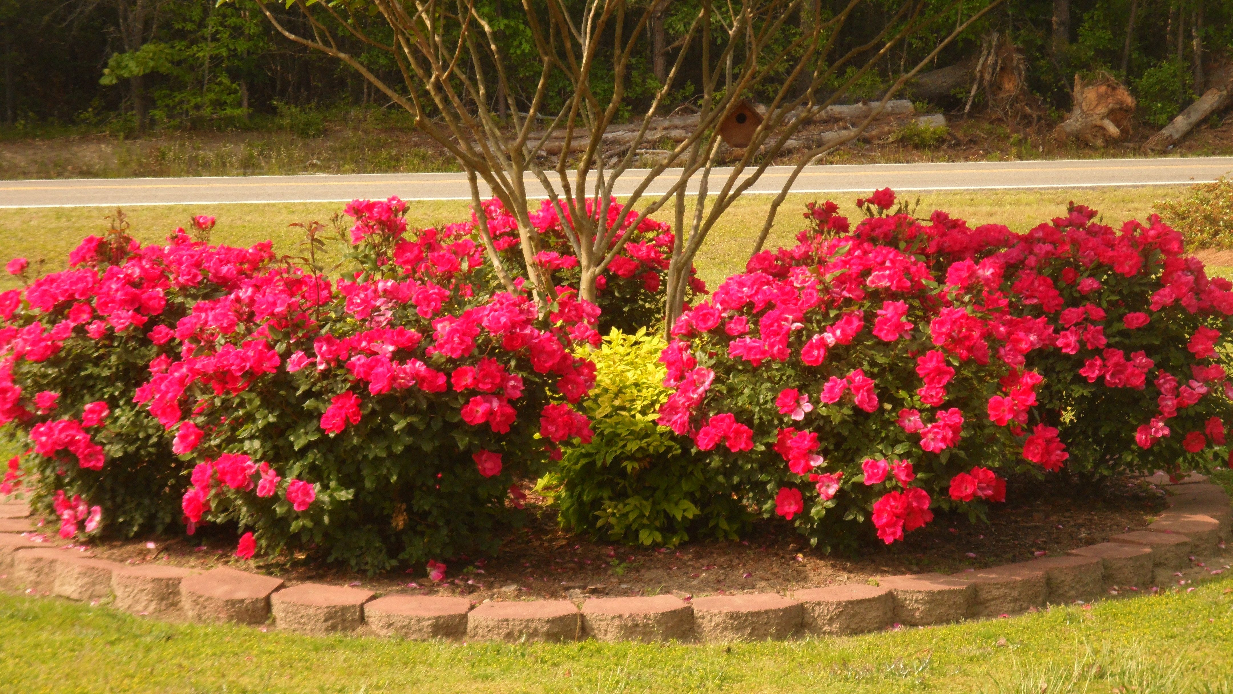 My New Hydrangea Bed