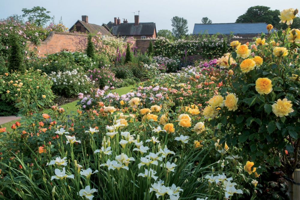 Amazing Backyard Rose Garden Ideas