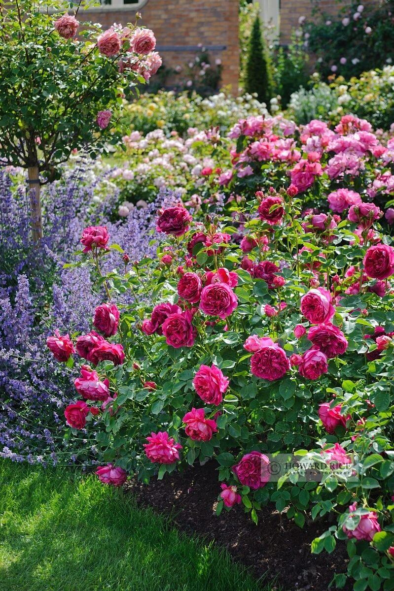 Amazing Backyard Rose Garden Ideas