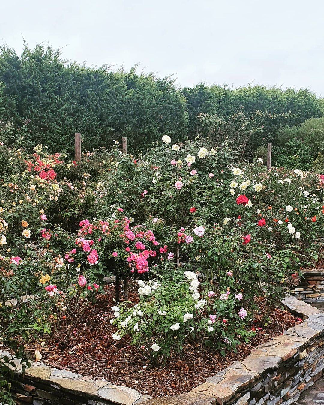 Amazing Backyard Rose Garden Ideas