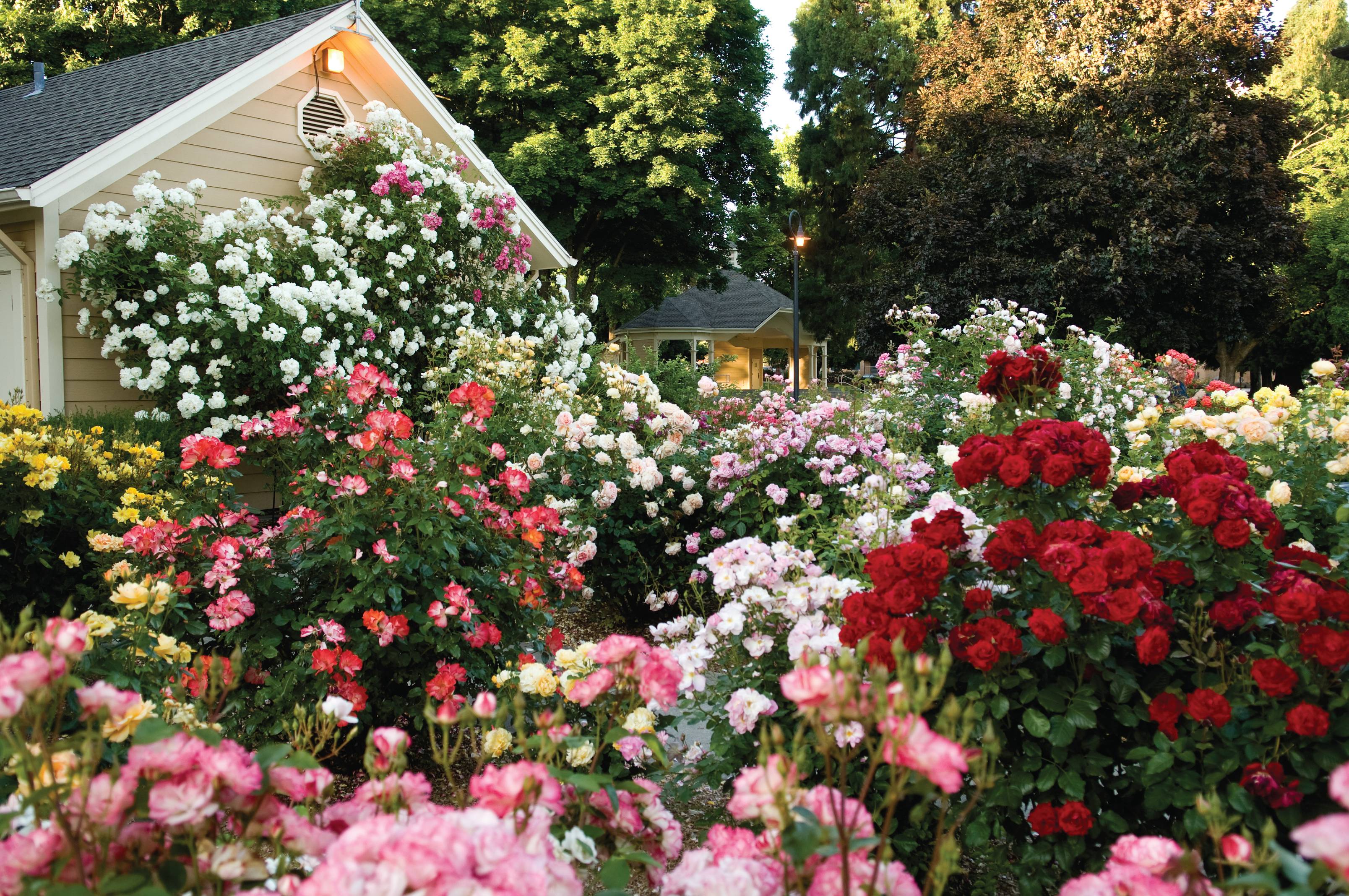 Cottage Garden Design