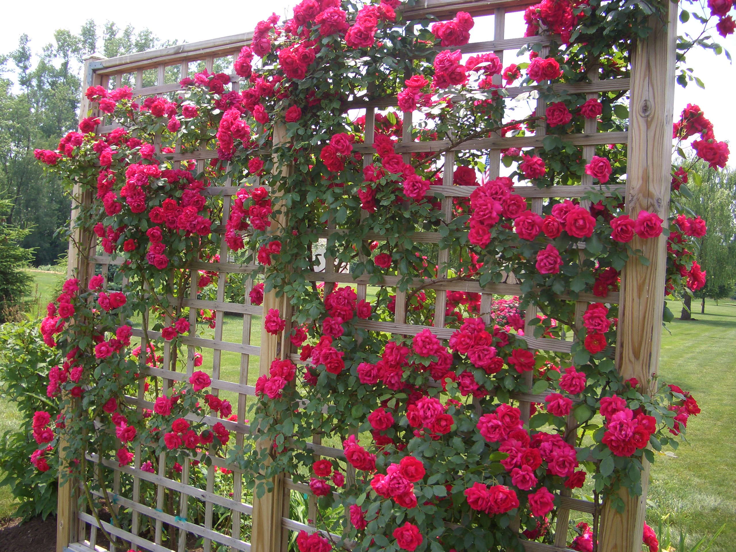 Trellis Climbing Roses