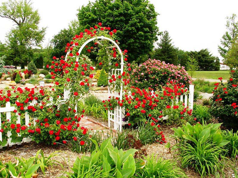 The Rose Arbor