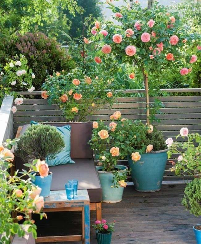 Amazing Backyard Rose Garden Ideas