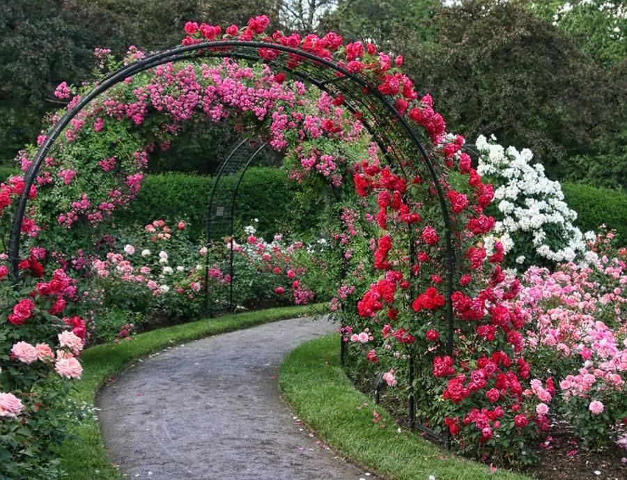Small Rose Garden Design Ideas