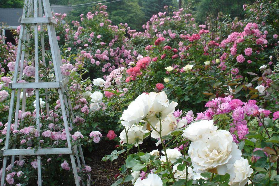 Rose Garden Ideas Simphome