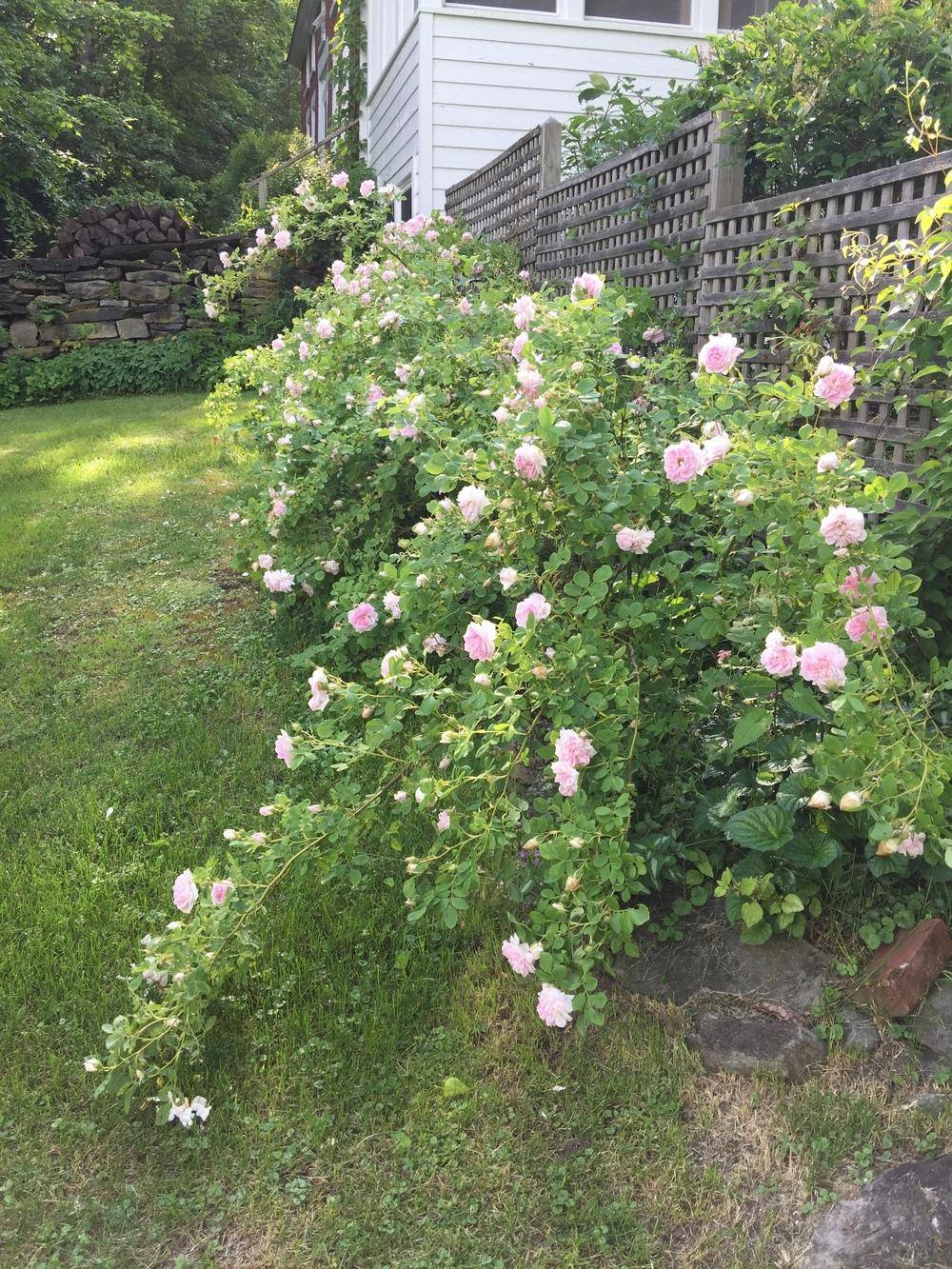 Sacramento Old City Cemetery Rose Garden Ideas