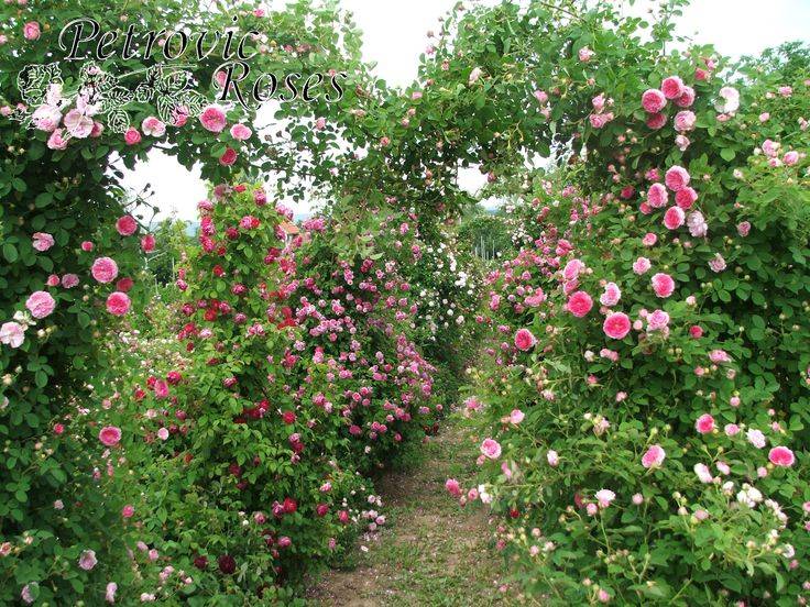 Our Top Pink Flowers