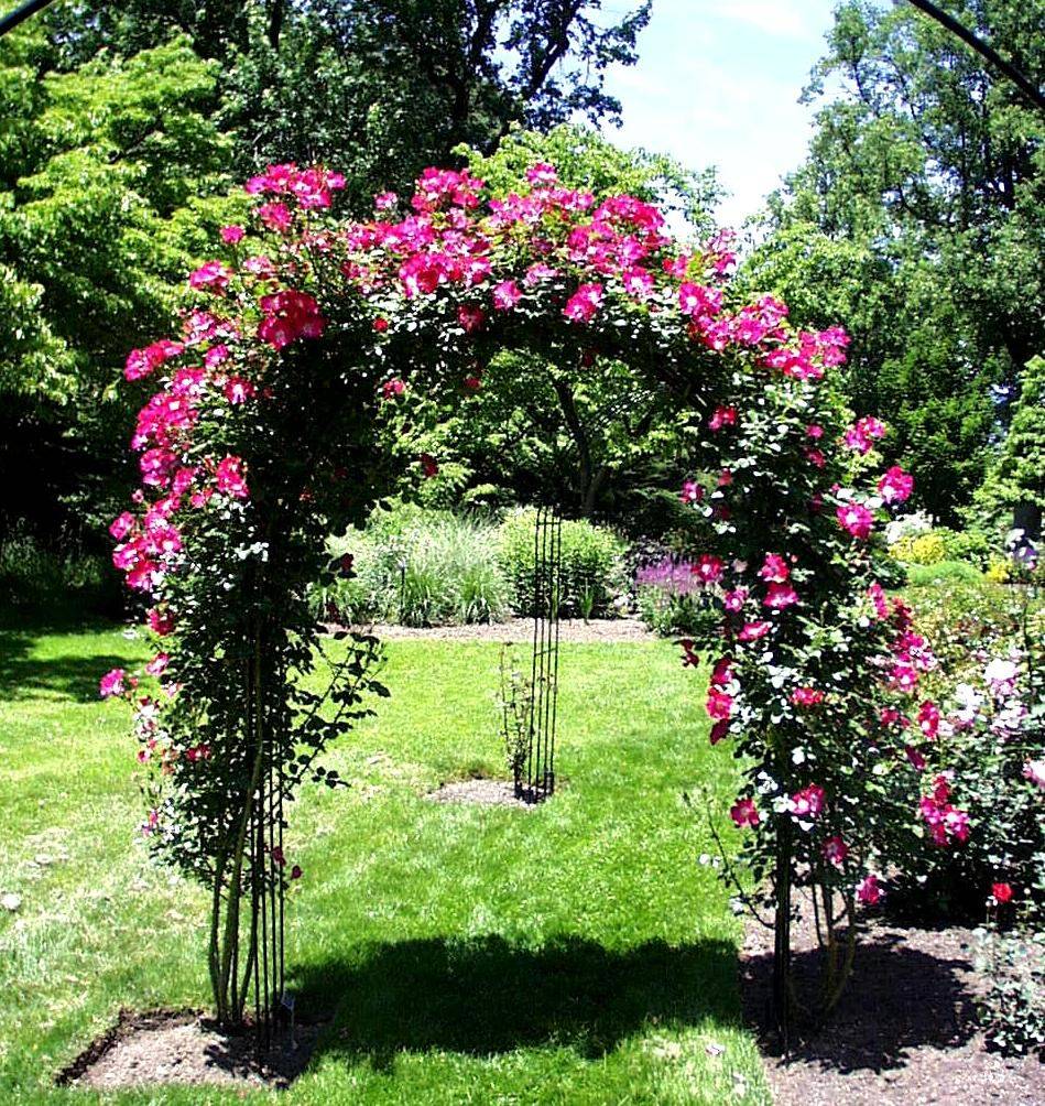 A Climbing Rose Climbing Roses