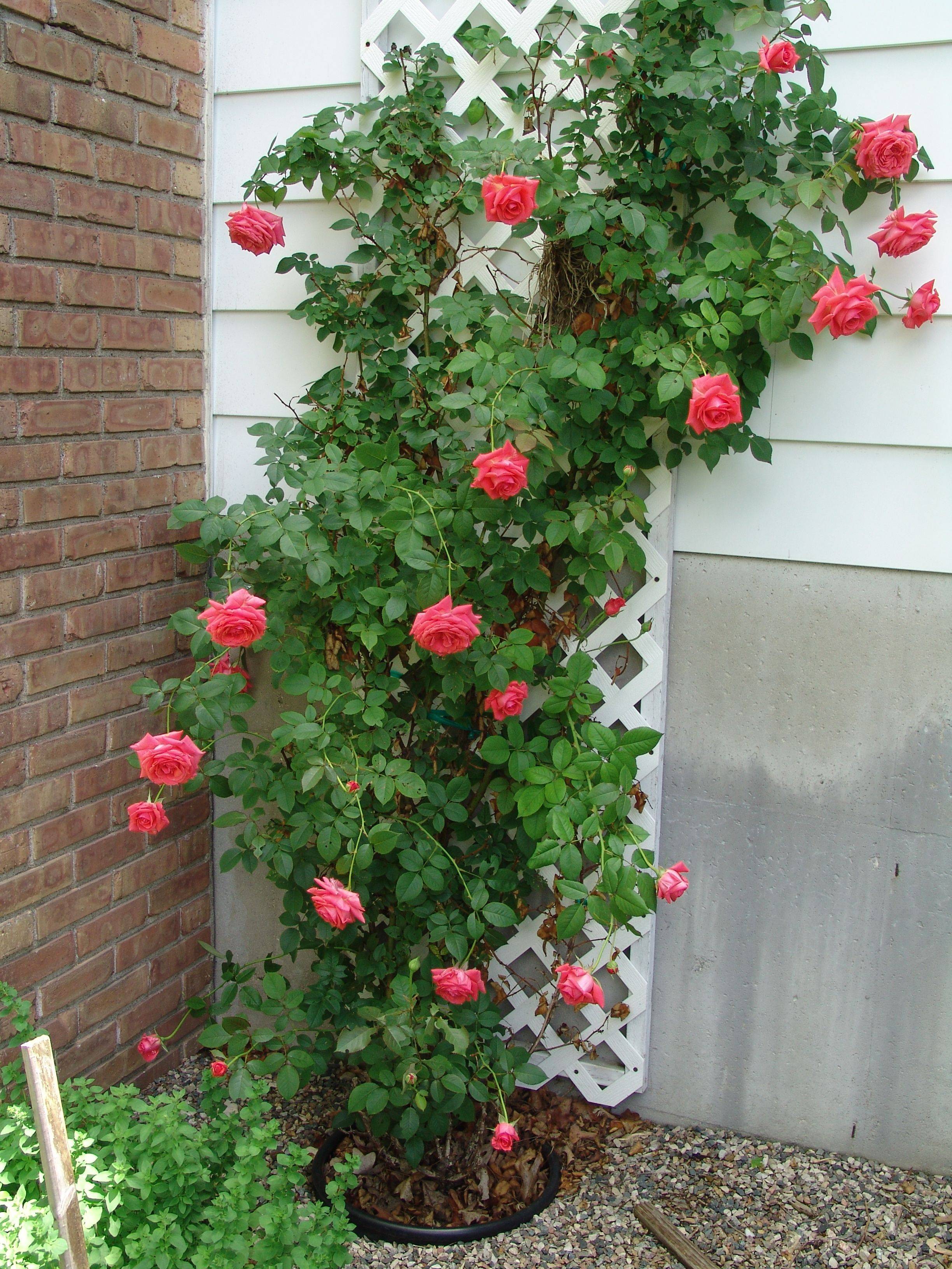 Blaze Climbing Roses