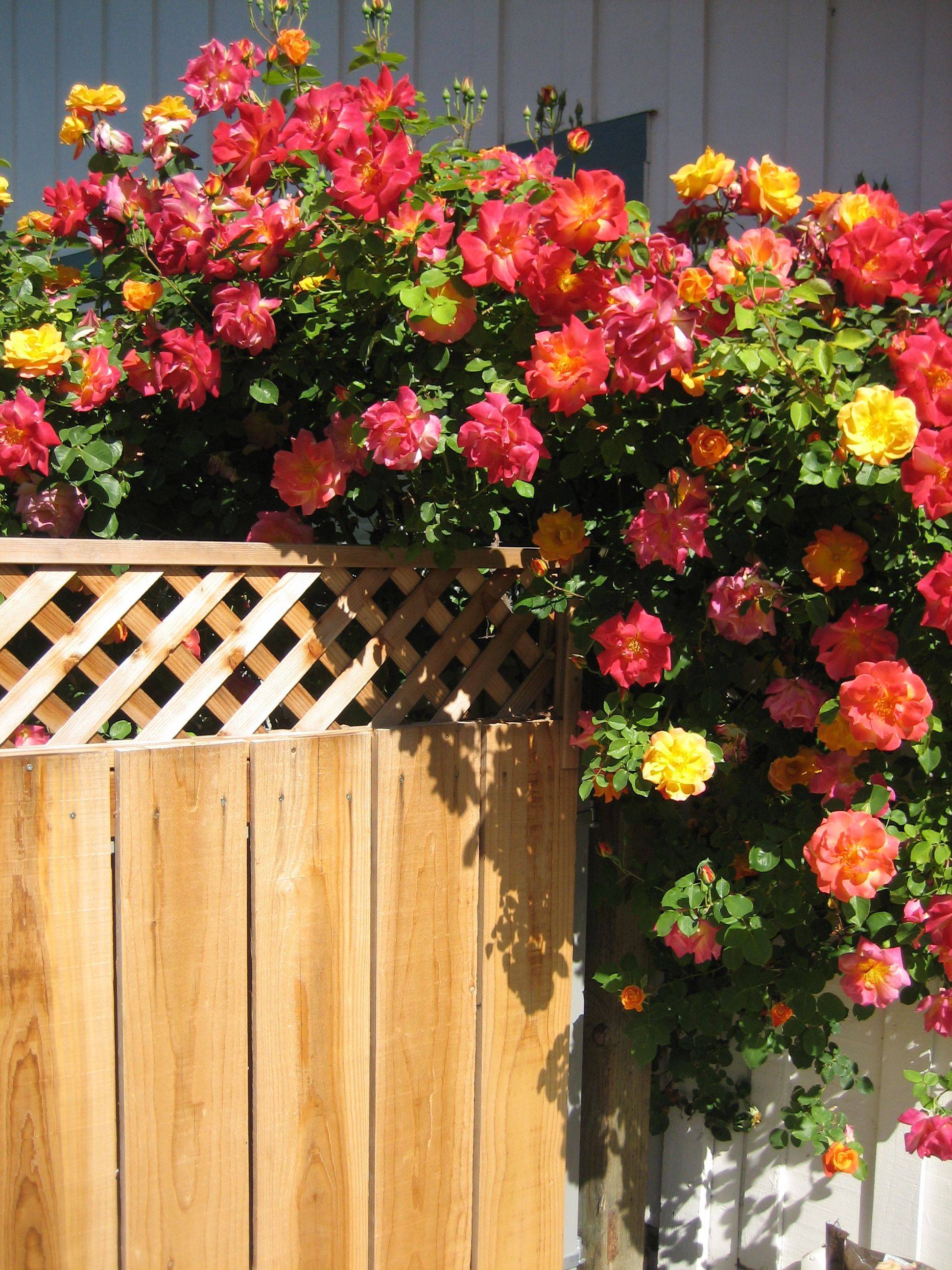 Climbing Rose Garden Ideas