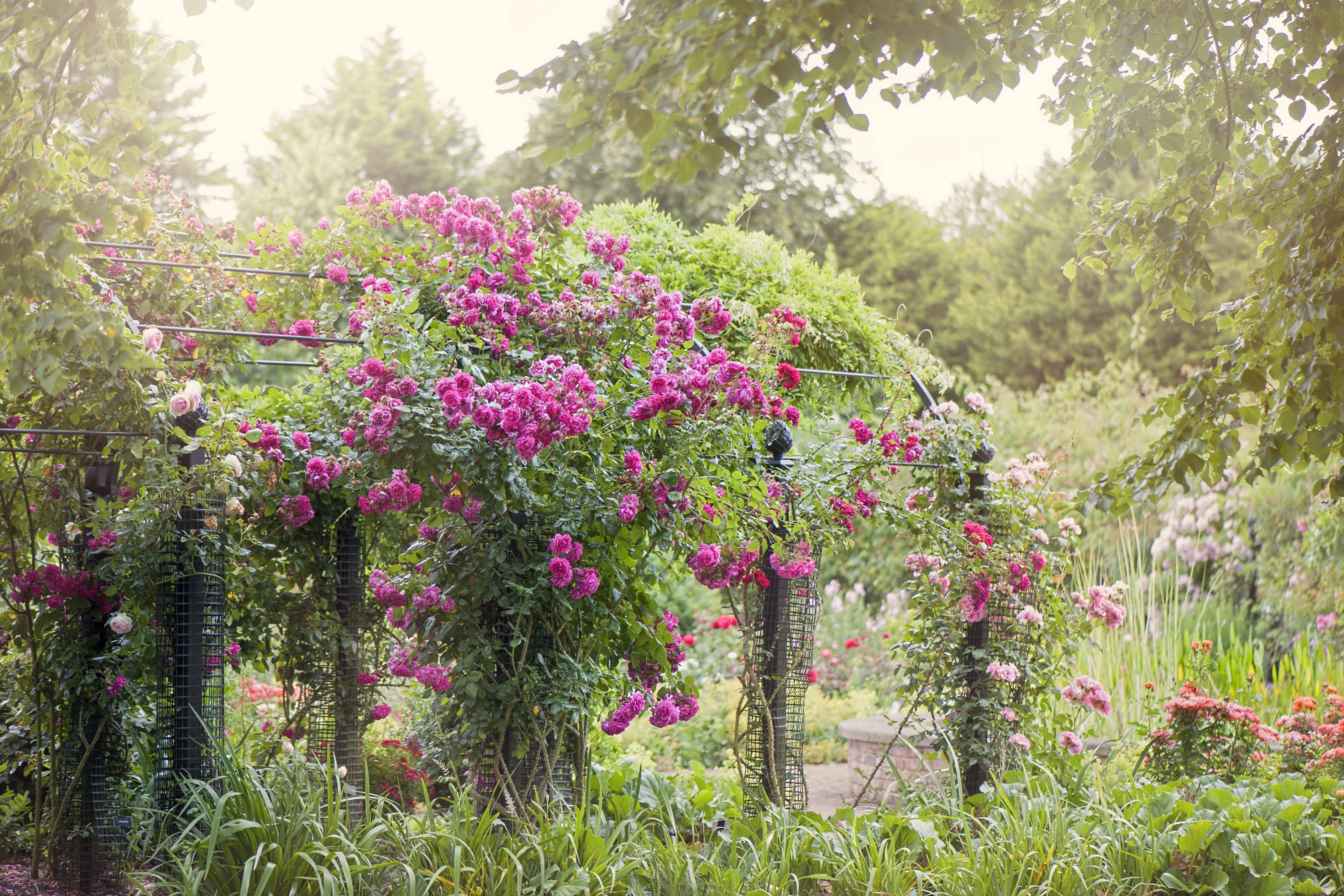 Climbing Rose We Almost Discarded Came Back This Year With A