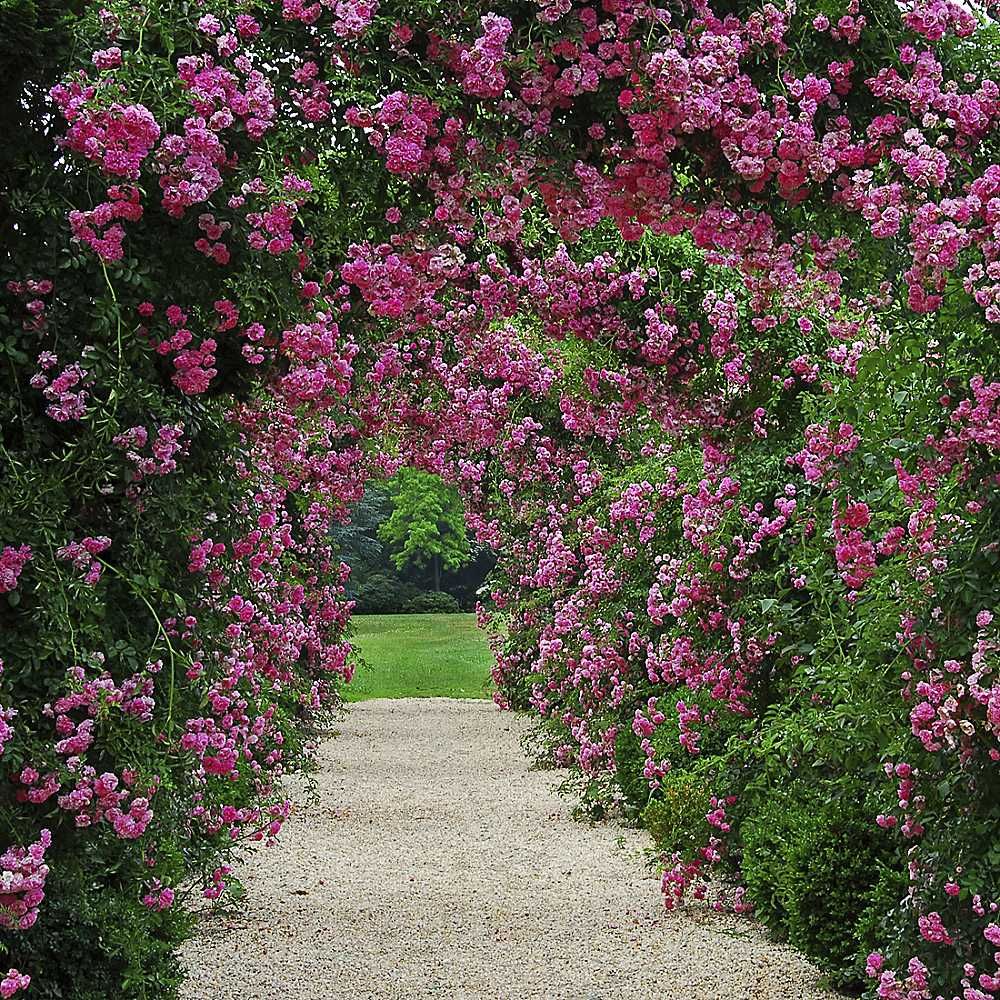 Trellis Climbing Roses