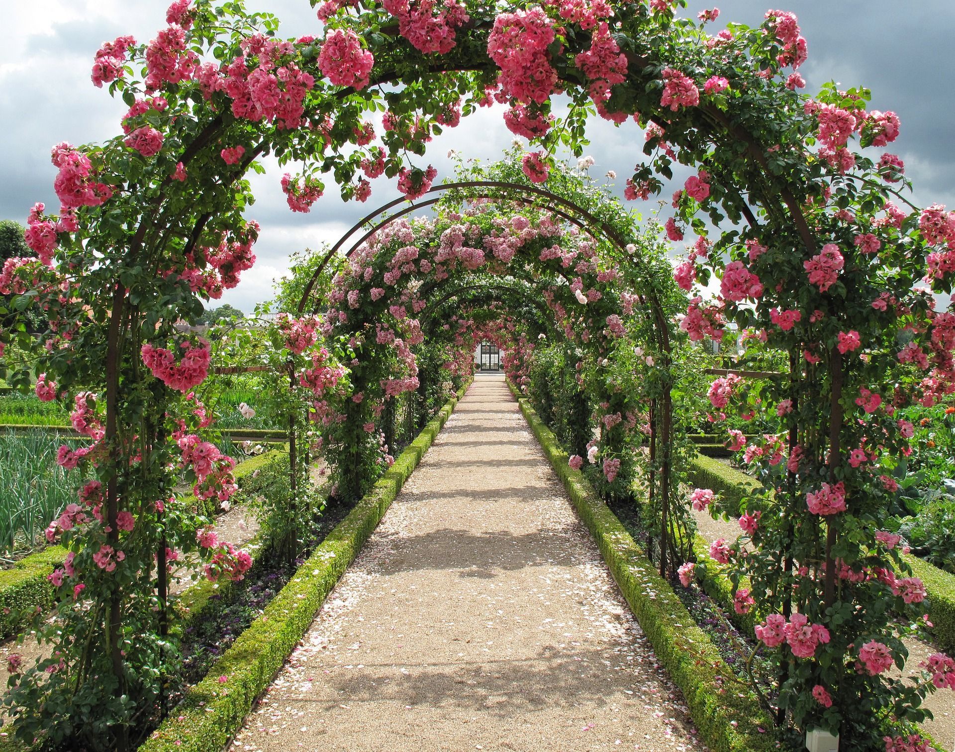 Diseasefree Hardy Climbing Roses