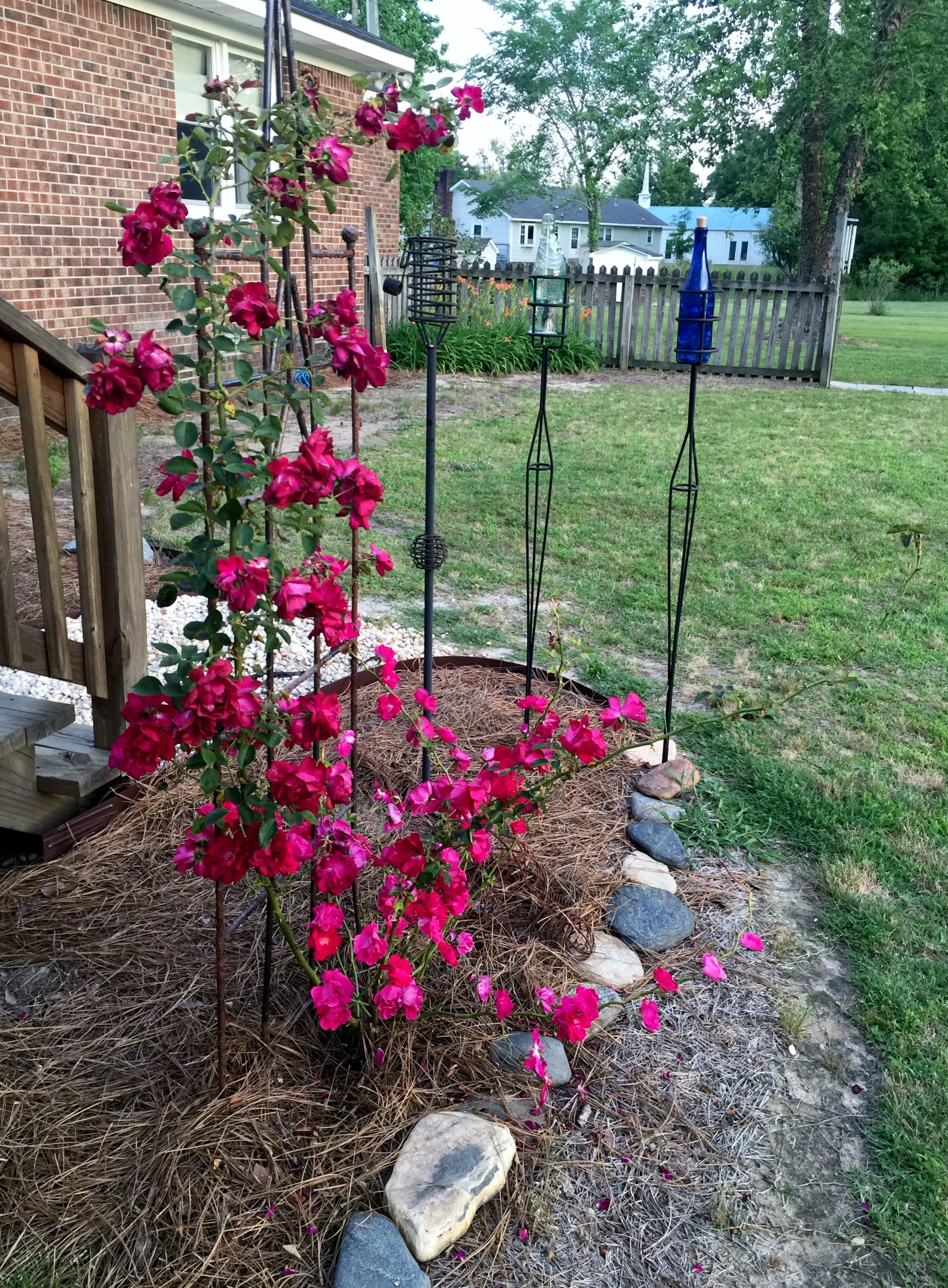 Gardens Climbing Roses Trellis