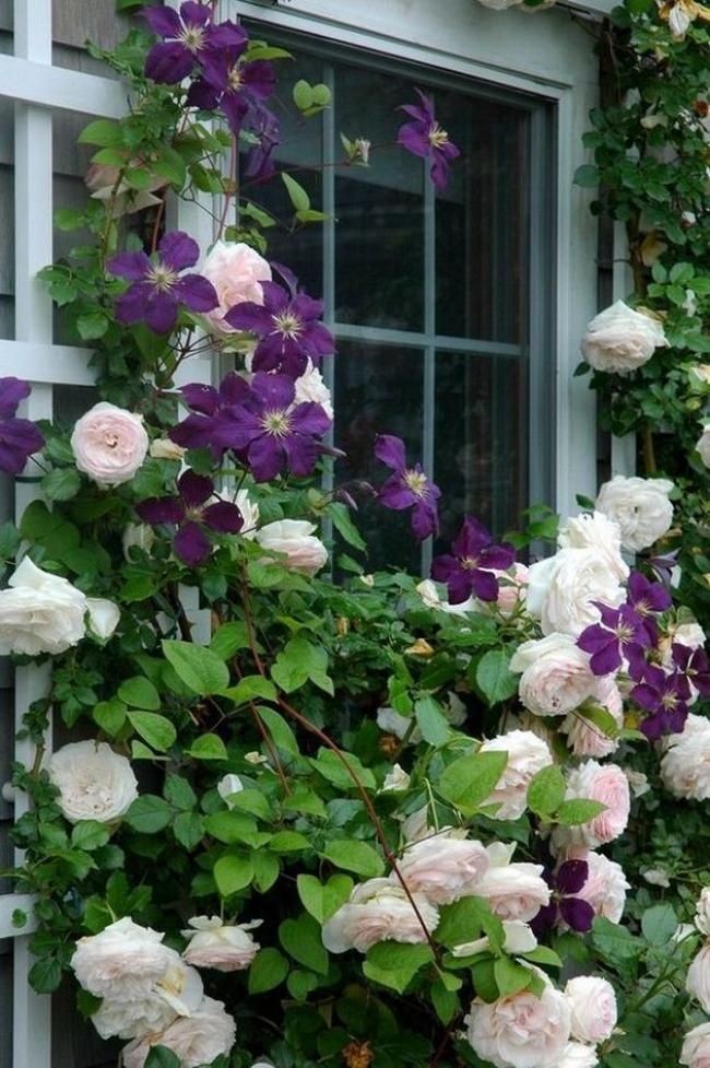 Climbing Roses