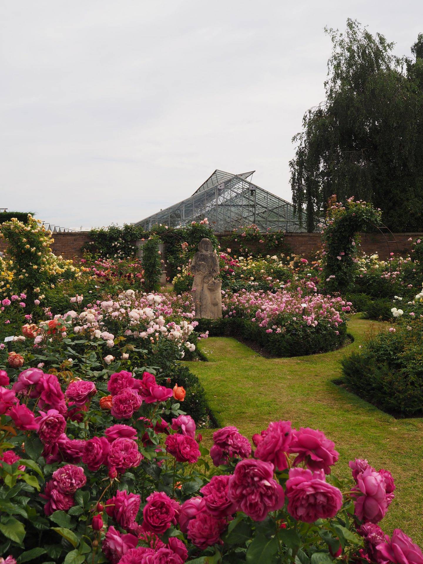 English Rose Perfume Perfection