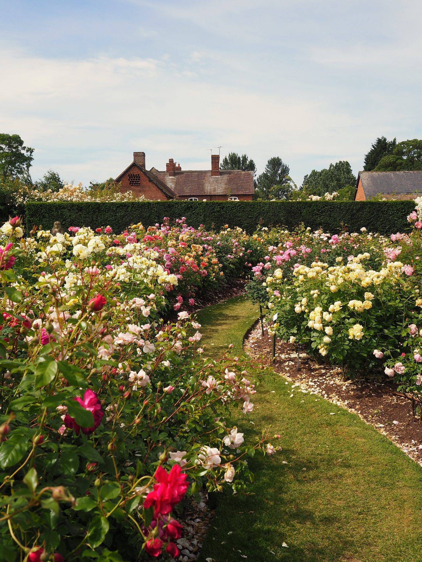 English Rose Perfume Perfection