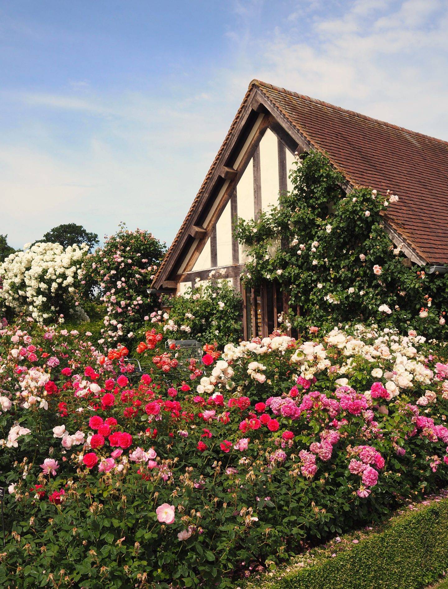 English Rose Perfume Perfection