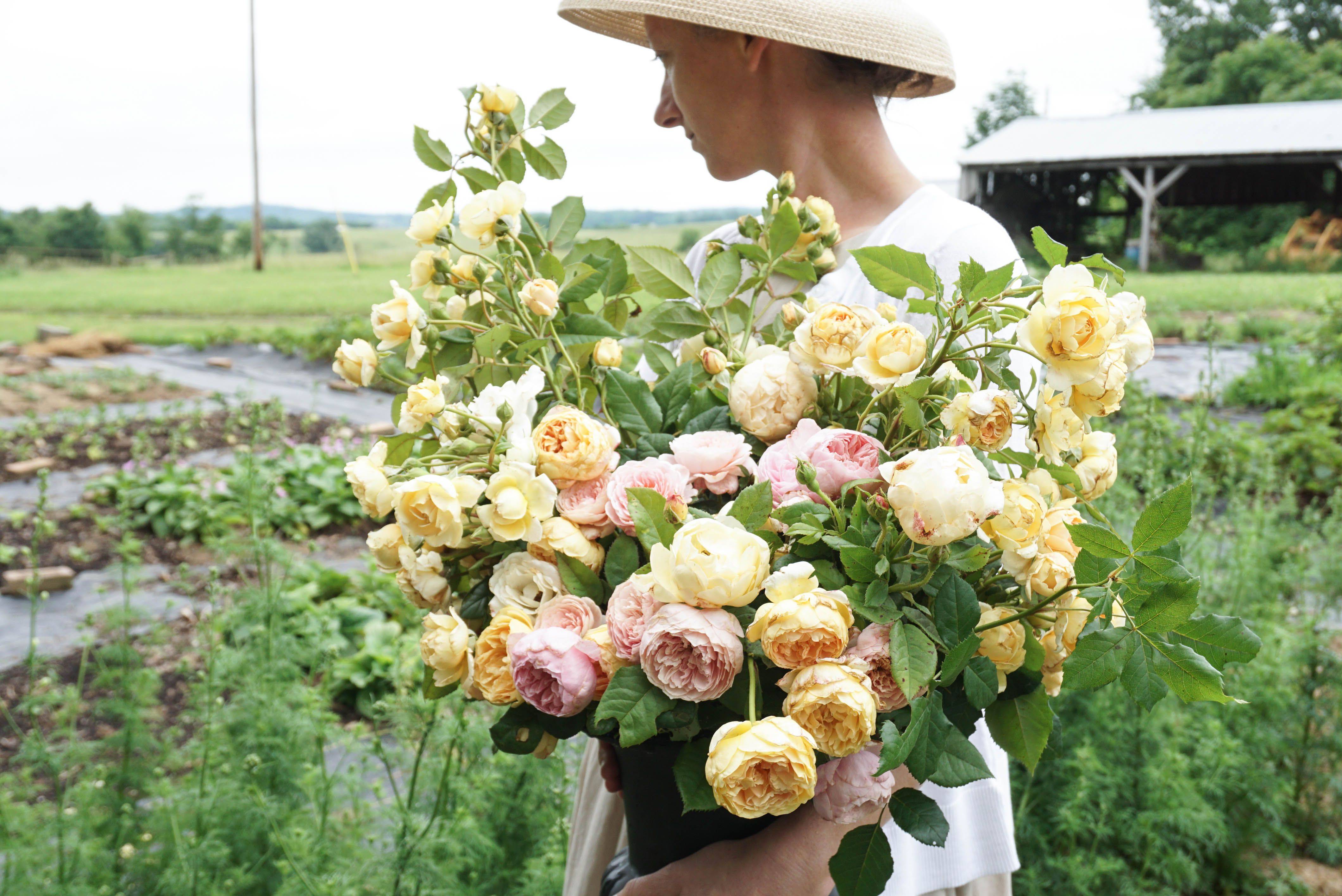 English Rose Perfume Perfection