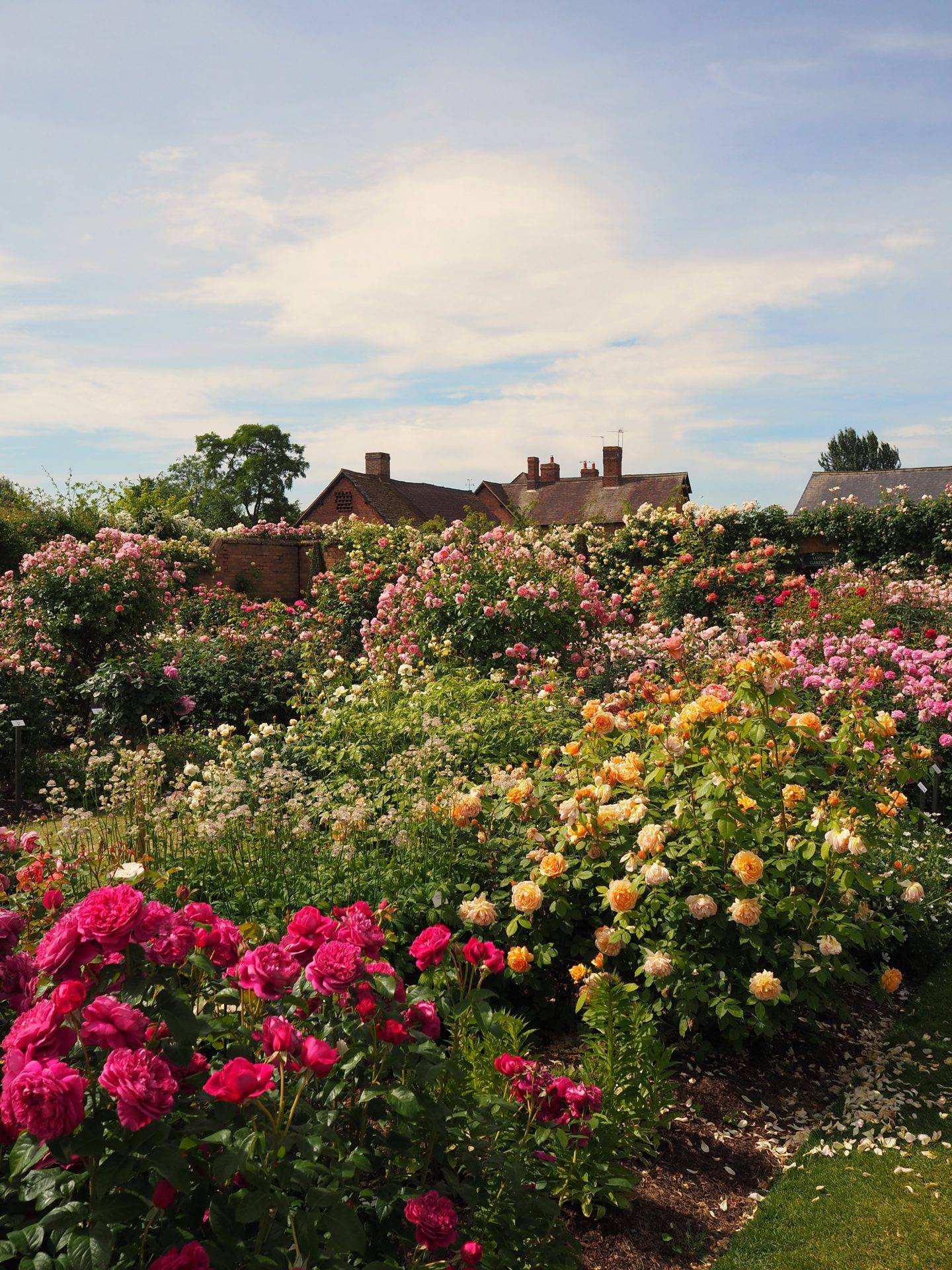 English Rose Perfume Perfection