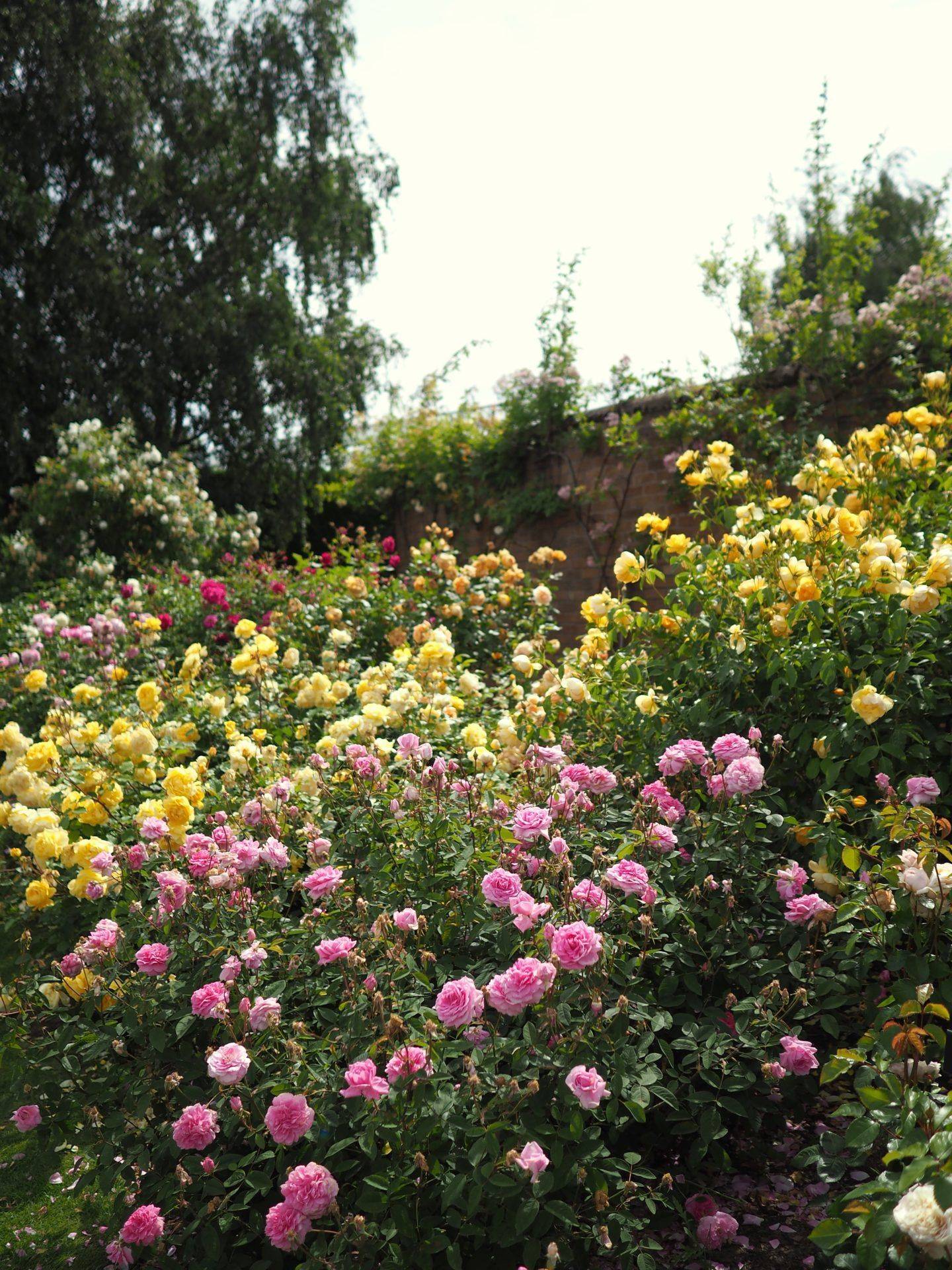 English Rose Perfume Perfection