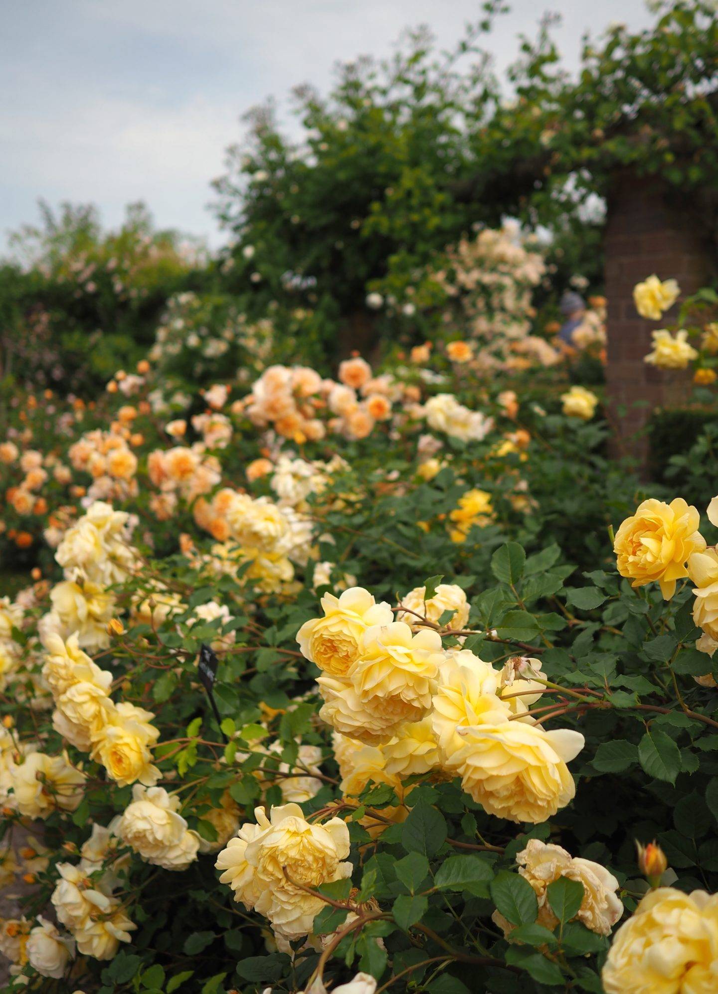 England Travel Inspiration David Austin Rose Garden