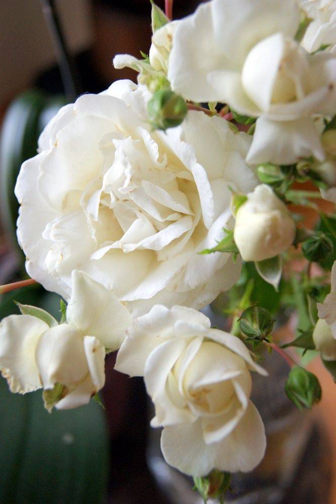 Fantastic Cottage Garden Ideas