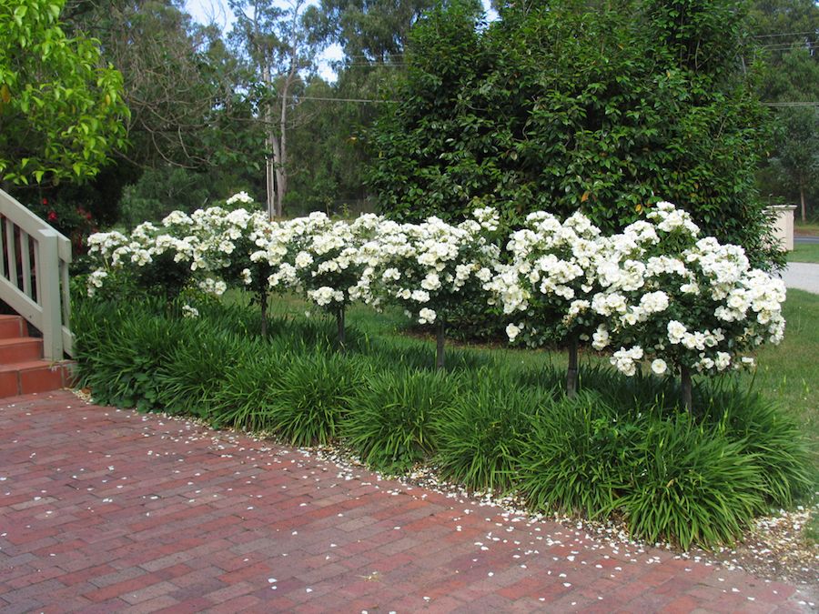 The Pool Landscape Design