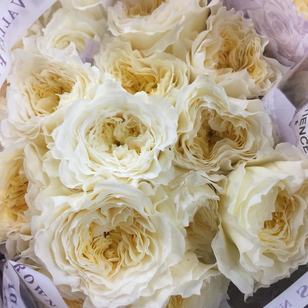 Awesome White Garden Ideas