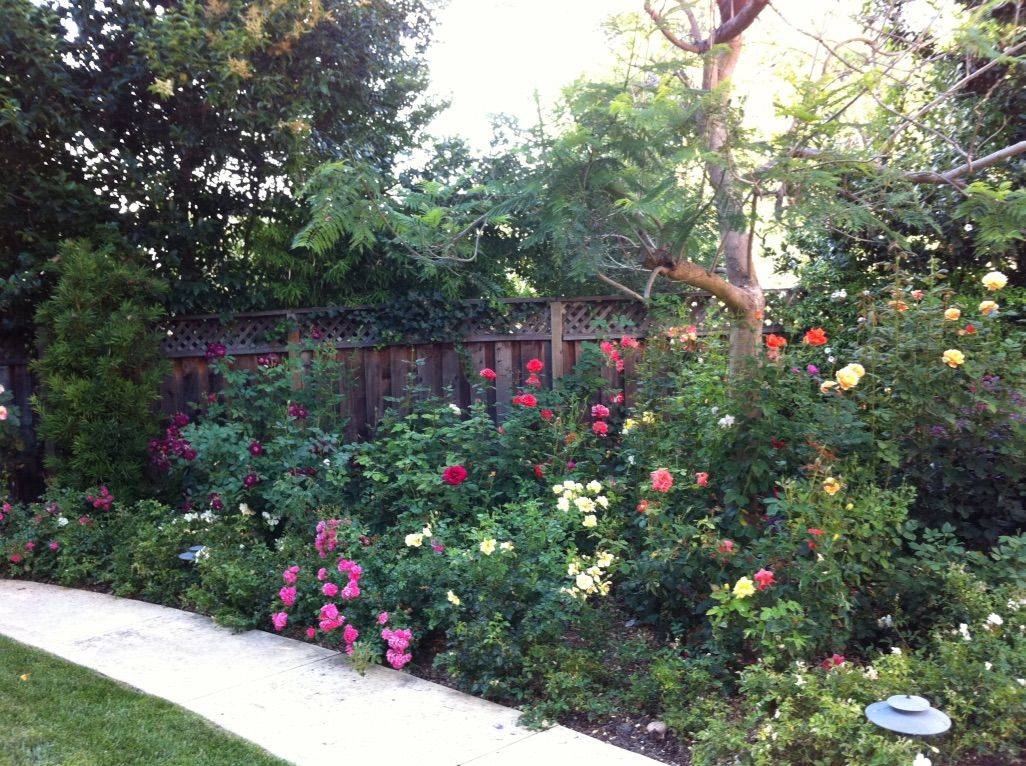 Climbing Rose Arbor Flowers