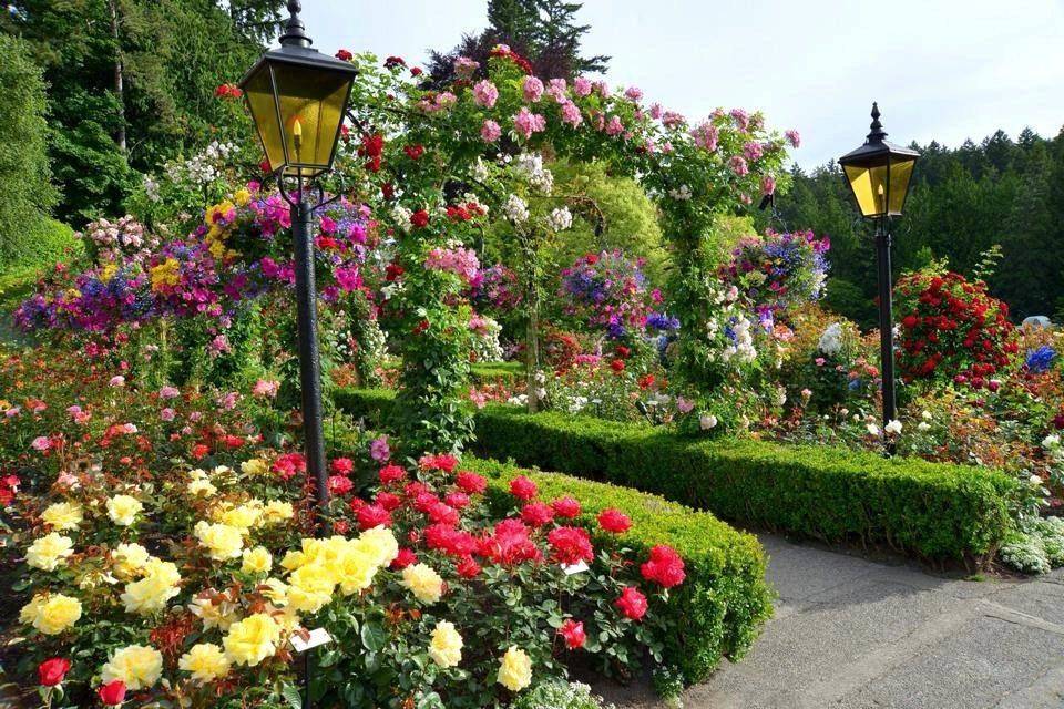 English Rose Garden