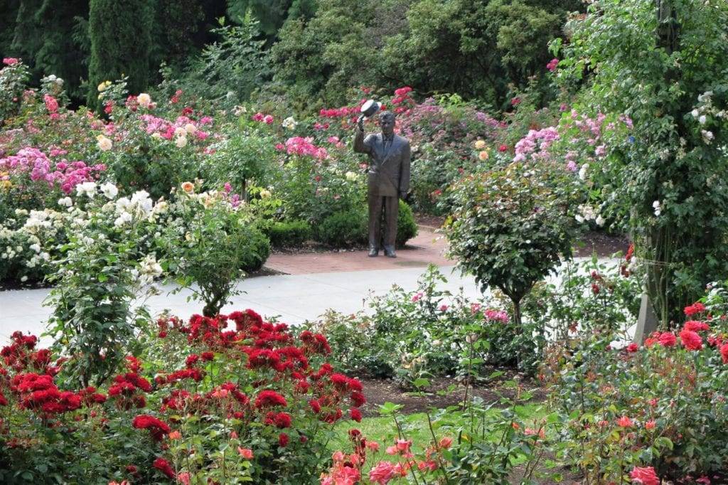 International Rose Garden Portland Oregon