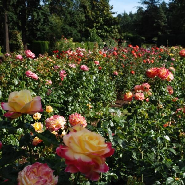 International Rose Test Garden Portland Location