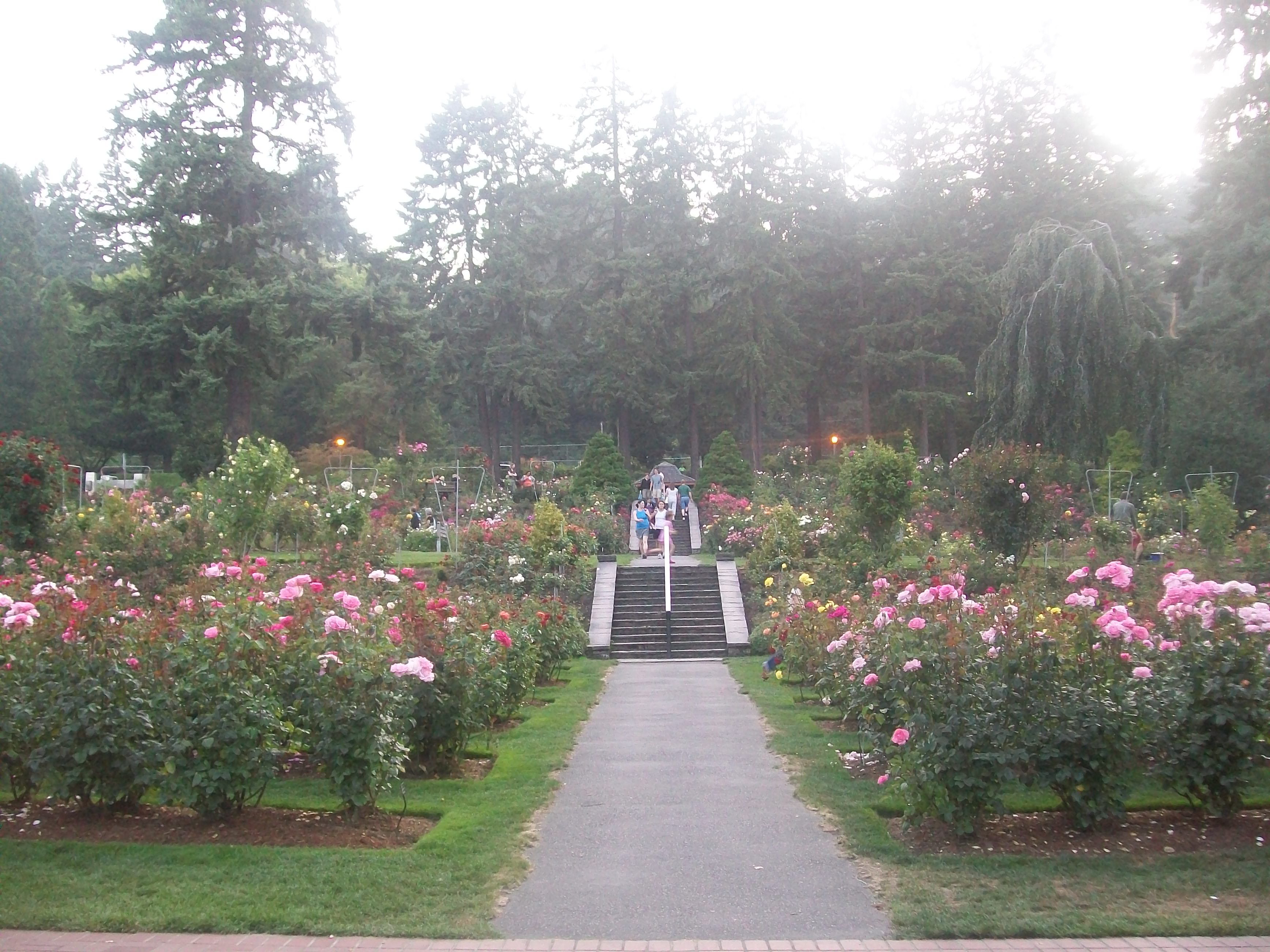 International Rose Test Garden Portland Oregon Garden