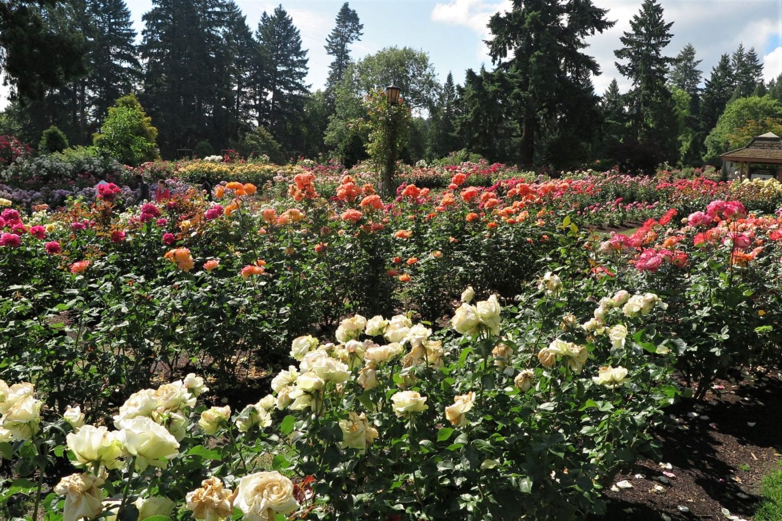 Rose Garden Ideas