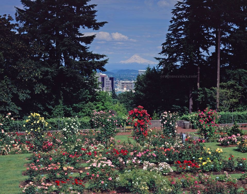 Rose Garden Portland